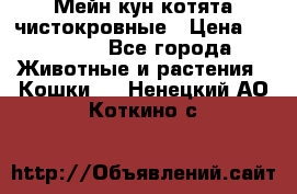 Мейн-кун котята чистокровные › Цена ­ 25 000 - Все города Животные и растения » Кошки   . Ненецкий АО,Коткино с.